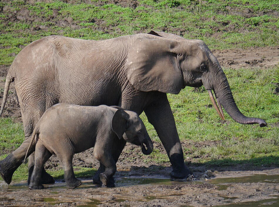 African Elephants. Photo Credit: Daphne Carlson Bremer/USFWS