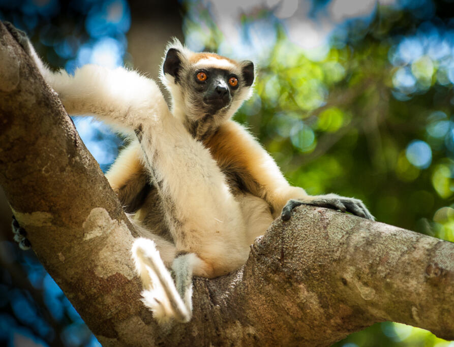 Golden-crowned sifaka in North-western Madagascar.