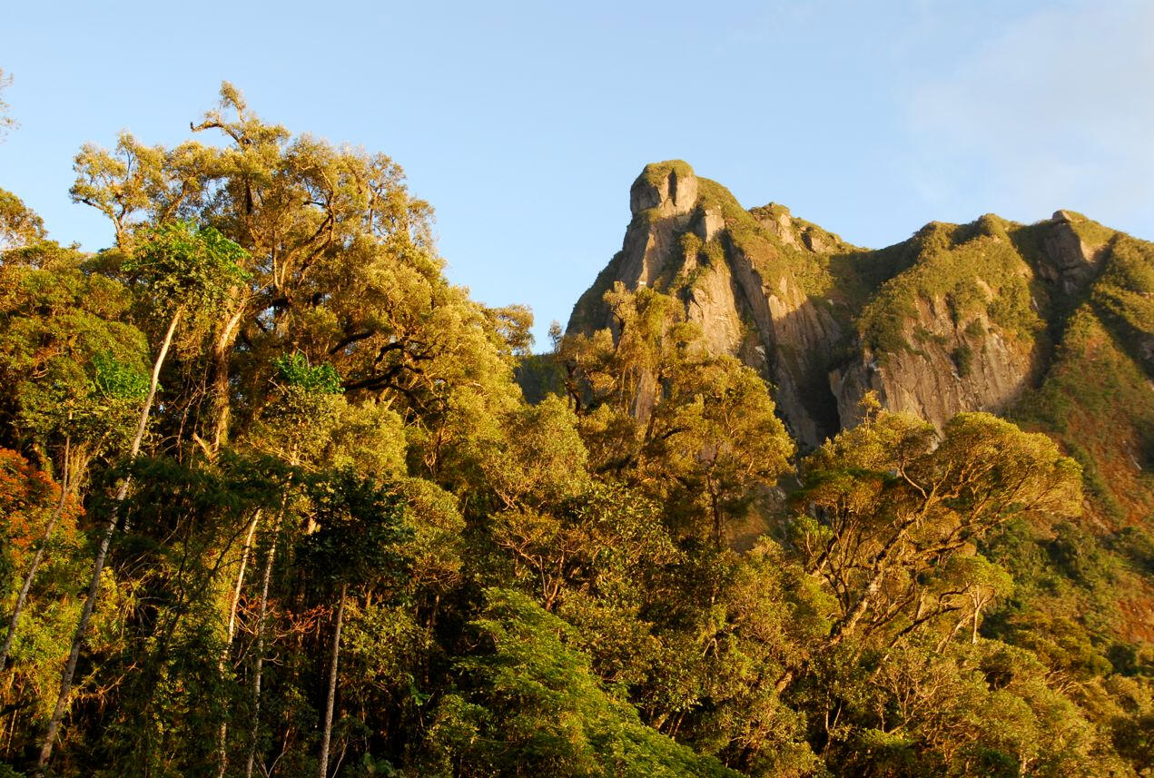 Marojejy National Park in Madagascar.